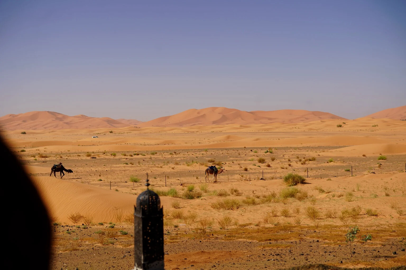 Camels grazing on the desert plain seen from the camp, dunes rising in the distance