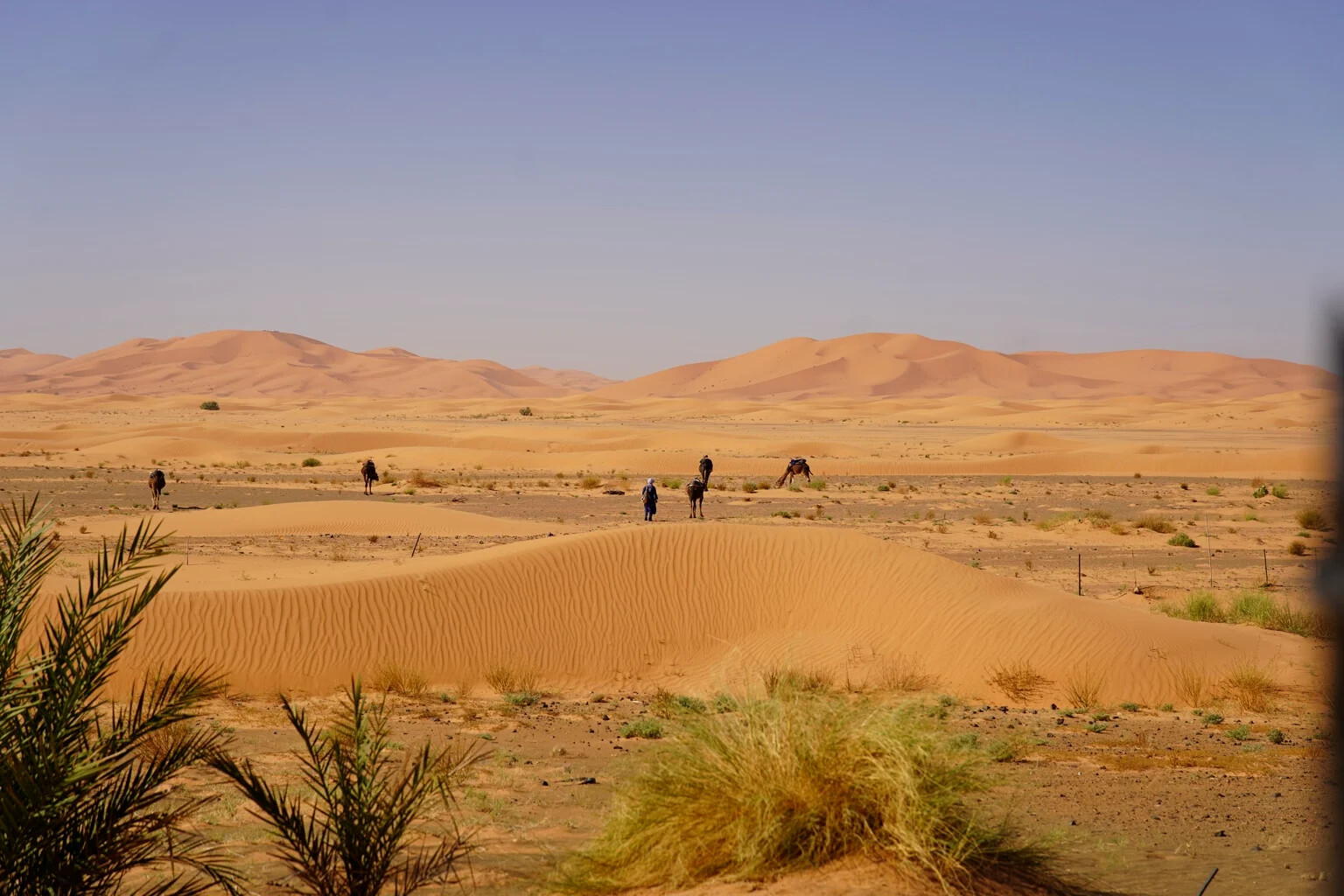Camels and their handler crossing the desert plain with the Erg Chebbi dunes behind