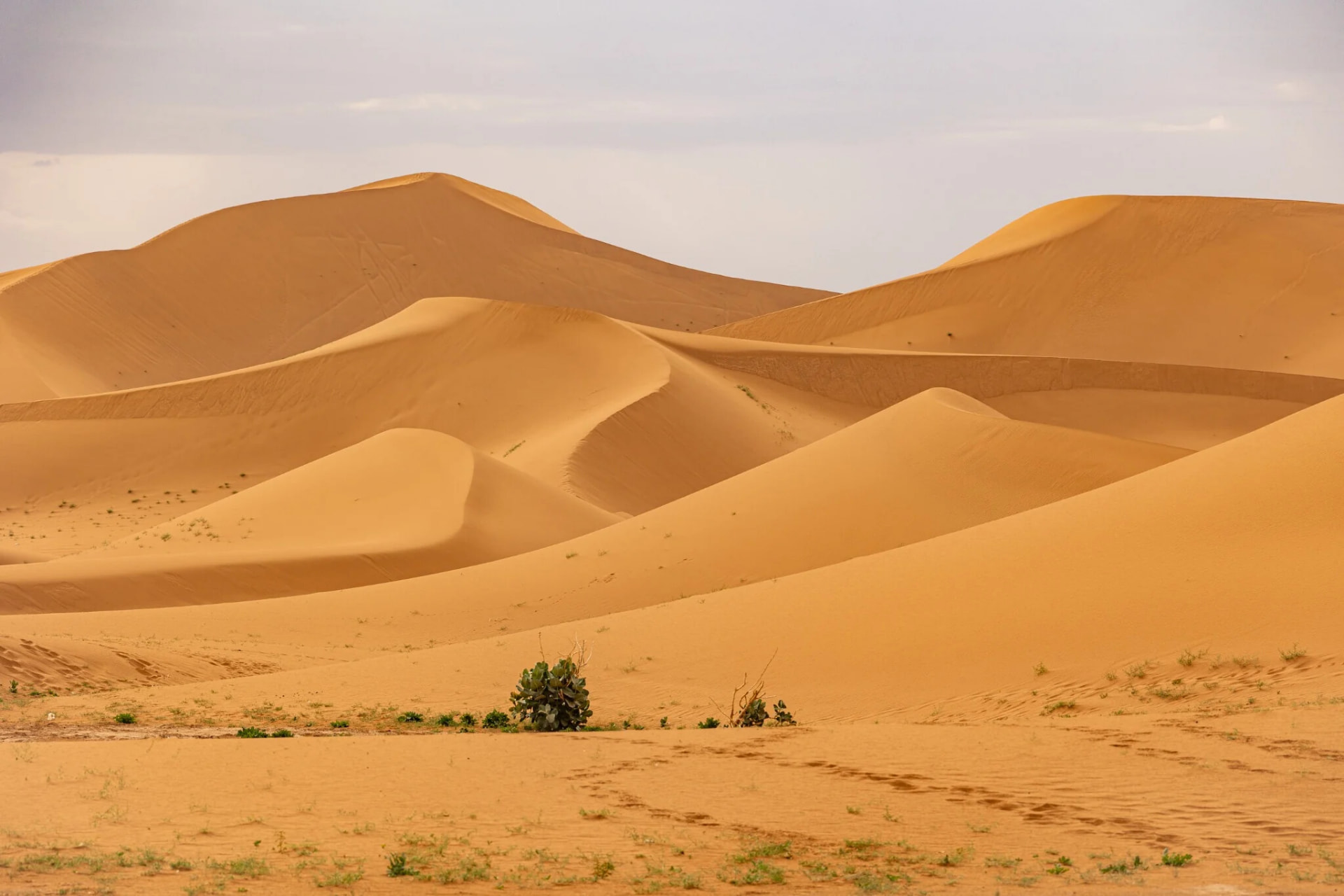 Layered sand dunes of Erg Chebbi rolling towards the horizon in soft daylight
