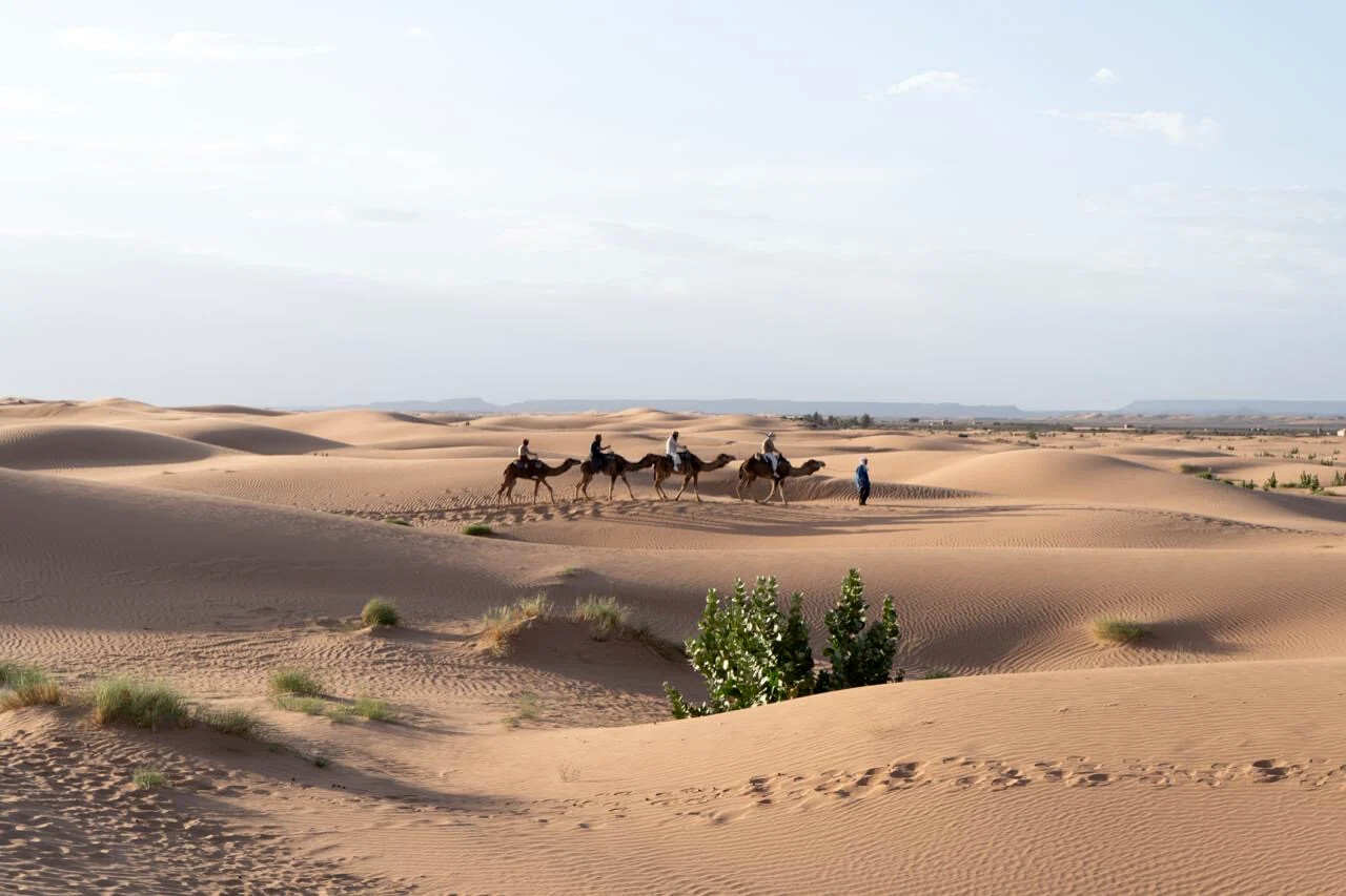 A guide leading a camel caravan across the sand dunes of Erg Chebbi under a clear sky