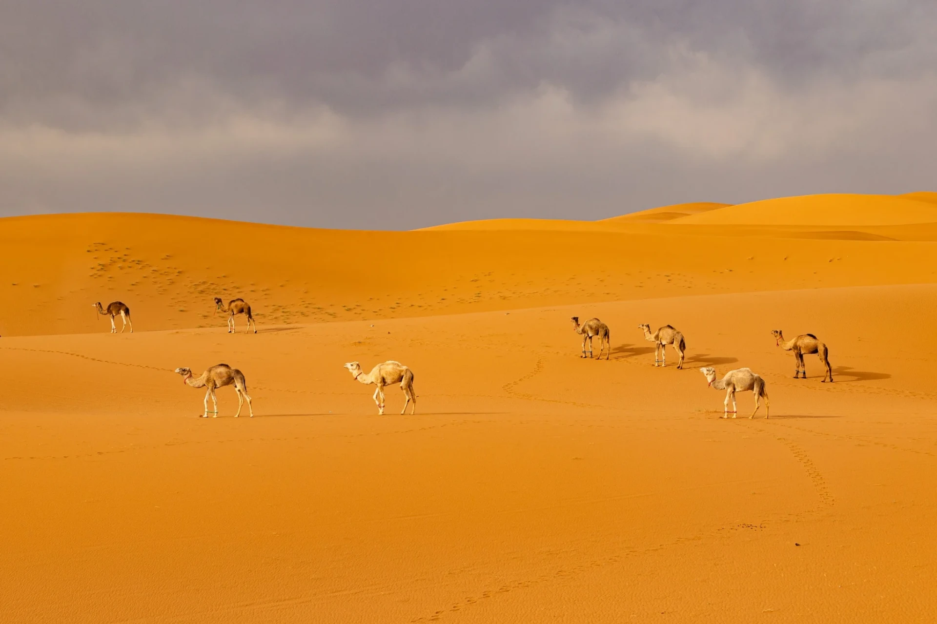 Camels walking across the orange dunes of Erg Chebbi under dramatic storm light